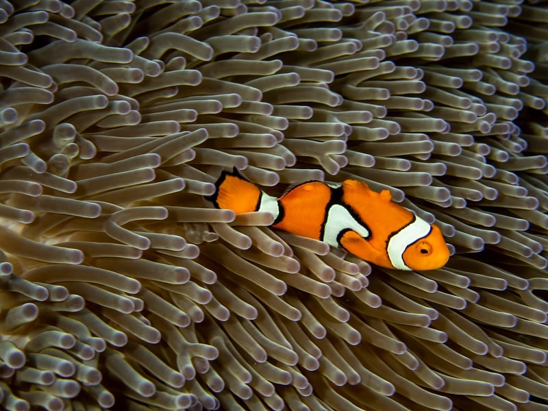 Clownfish