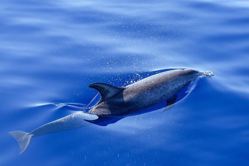 Playful Dolphin