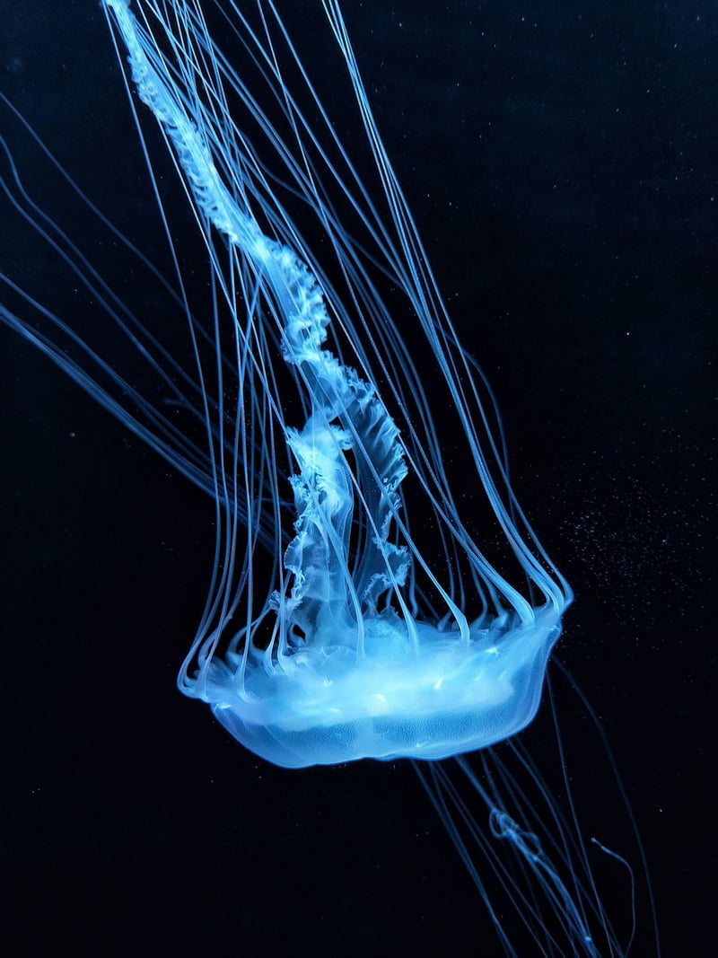 Jellyfish